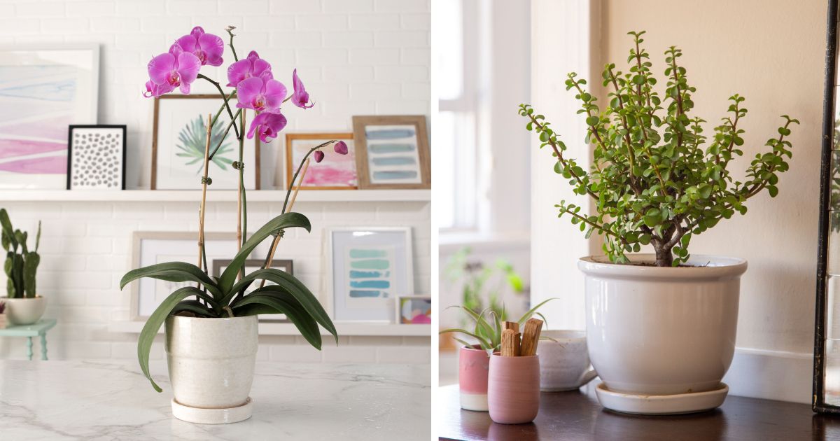 21 Beautiful Houseplants To Grow In East Facing Windows