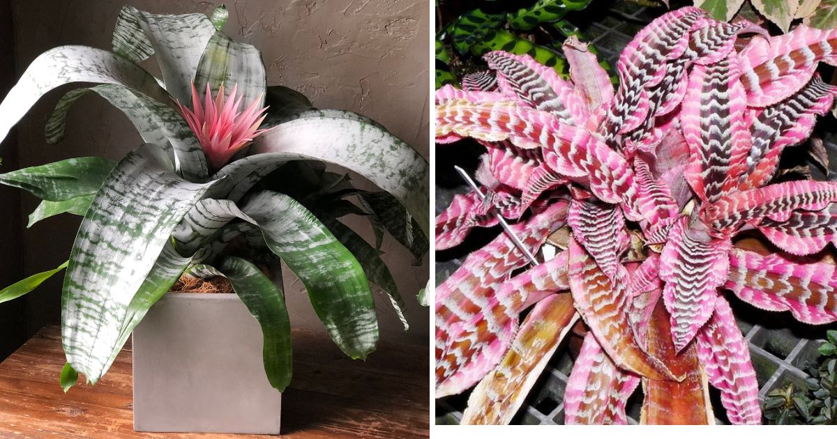 11 Beautiful Houseplants With Shaped-Tiger Pattern Leaves