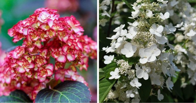 14 Beautiful Hydrangea Flower Varieties
