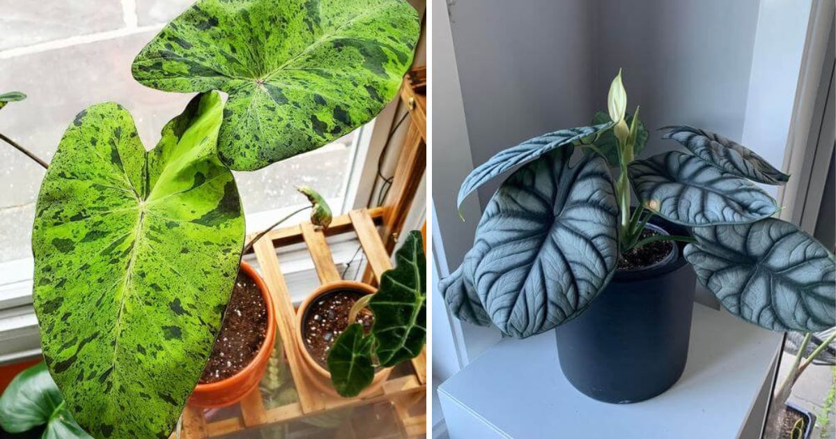 20 Beautiful Indoor Plants That Have Shaped Elephant Ear Leaves