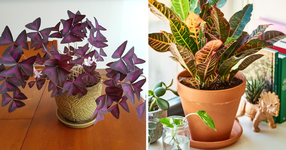 28 Beautiful Indoor Plants for Girl’s Room