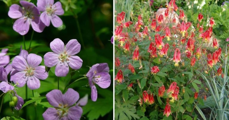 12 Beautiful Landscape Perennial Plants