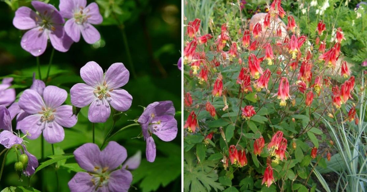 12 Beautiful Landscape Perennial Plants