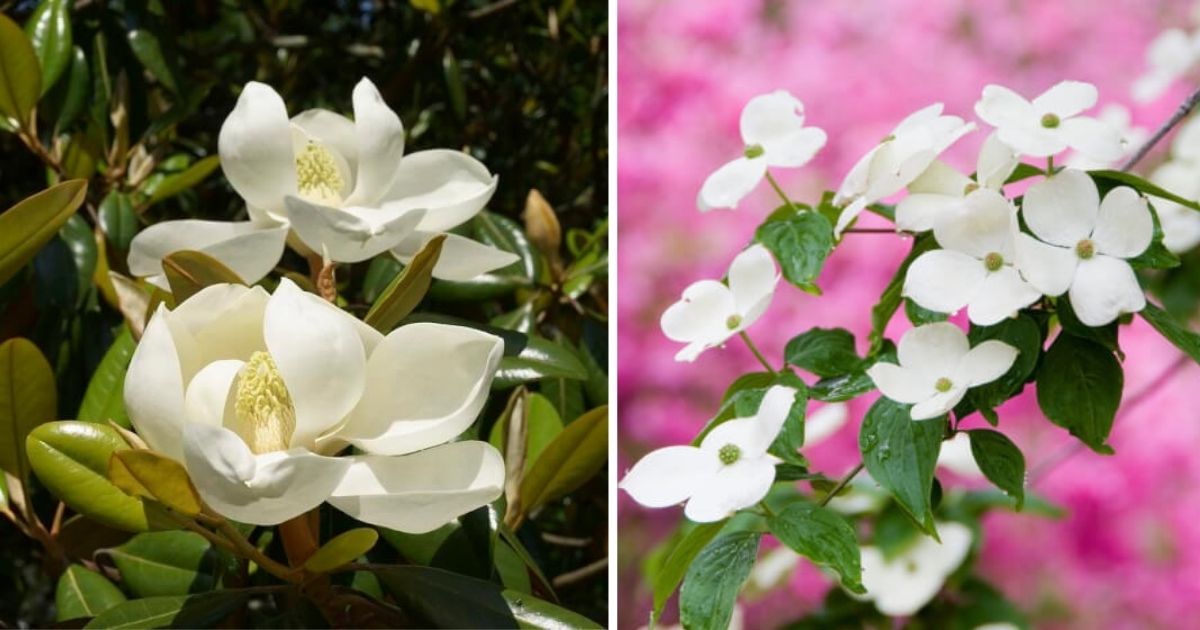 13 Beautiful Long-Lasting Flower Plants For Your Yard