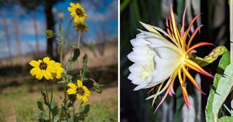 10 Beautiful Night Blooming Flowers