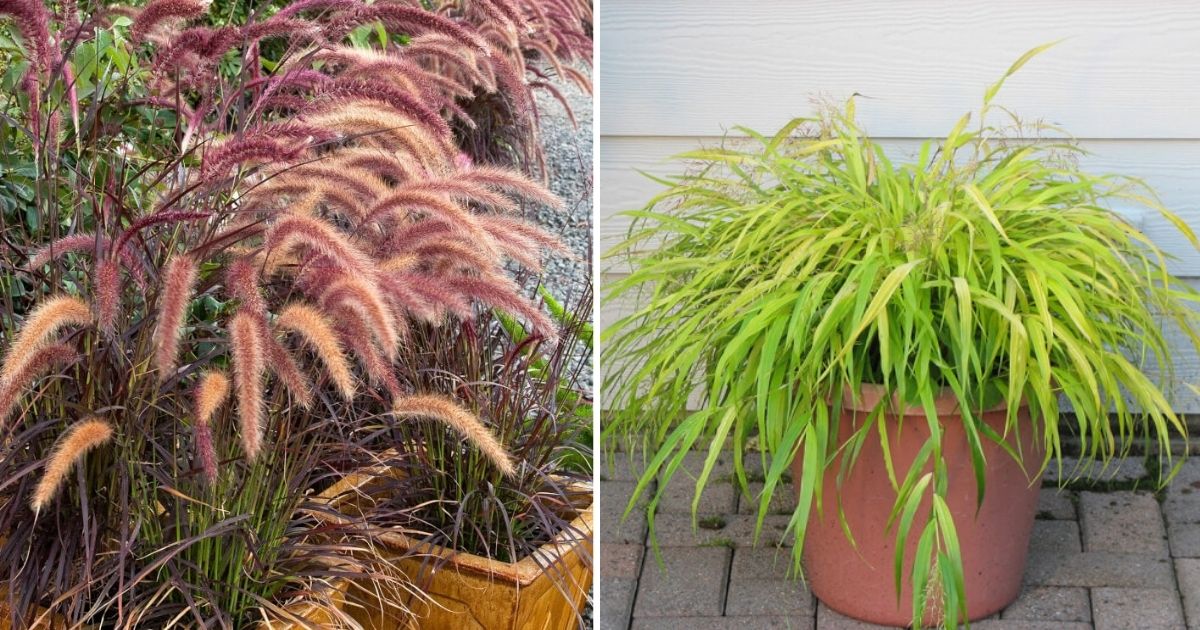 Beautiful Ornamental Grass Varieties To Grow In Containers