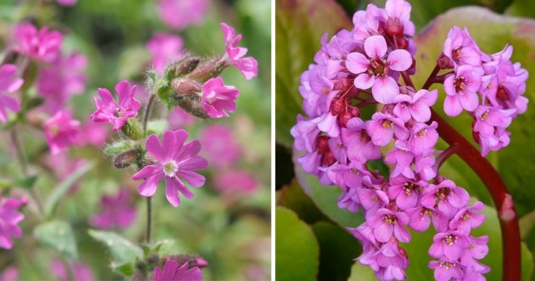 15 Beautiful Pink Perennial Flowers