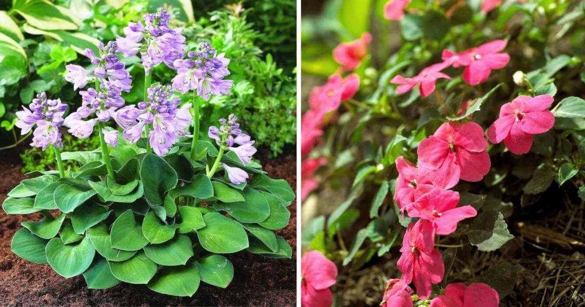 11 Beautiful Plants For North Facing Gardens