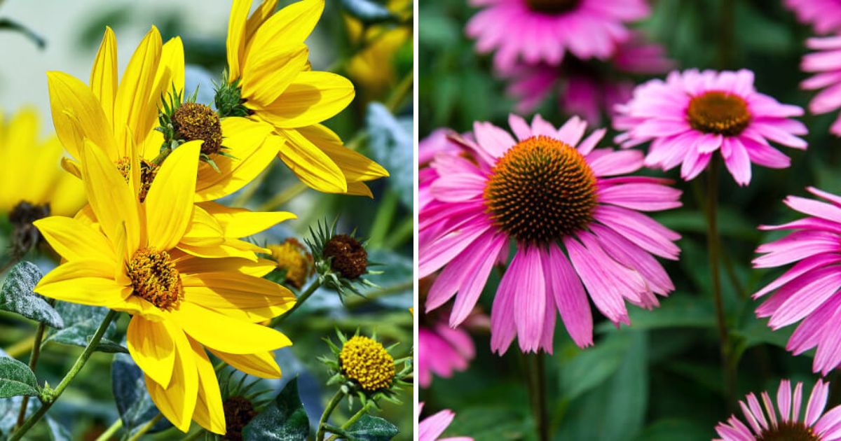 10 Beautiful Plants That Attract Hoverflies To Your Garden