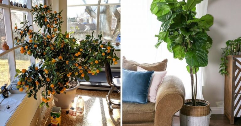 10 Beautiful Plants That Can Grow Big Indoors