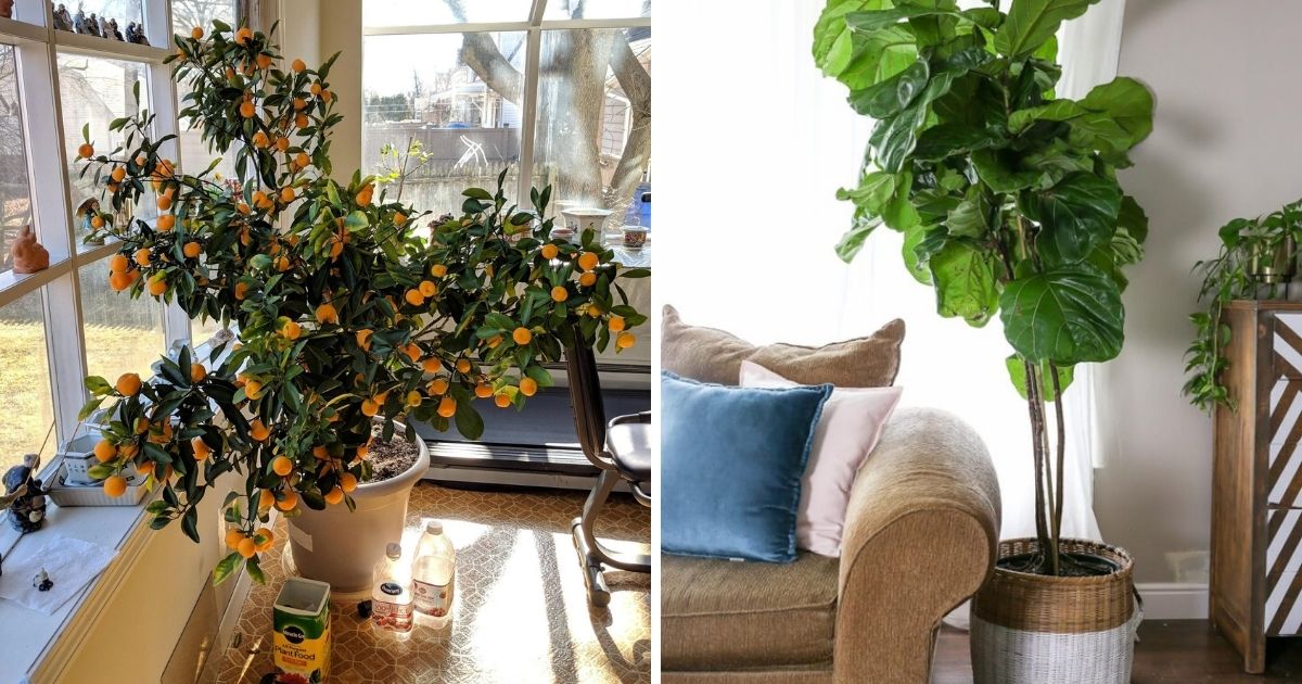 10 Beautiful Plants That Can Grow Big Indoors