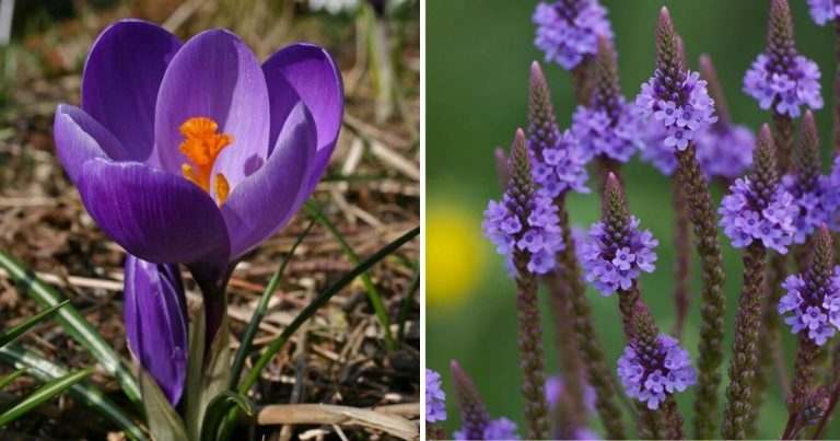 20 Beautiful Plants That Displays Green Leaves And Purple Flowers