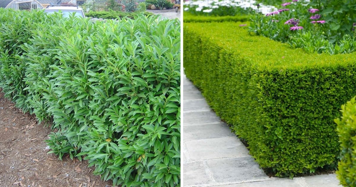9 Beautiful Plants To Grow For Fence Line Privacy