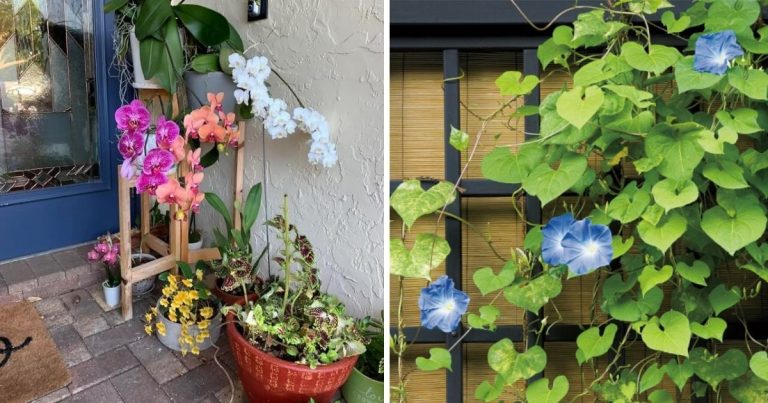 13 Beautiful Plants for Front Doors With Spirit Values