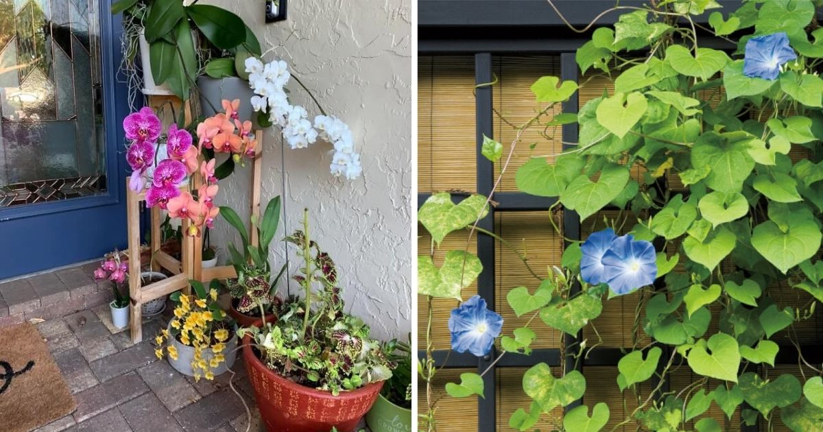 13 Beautiful Plants for Front Doors With Spirit Values