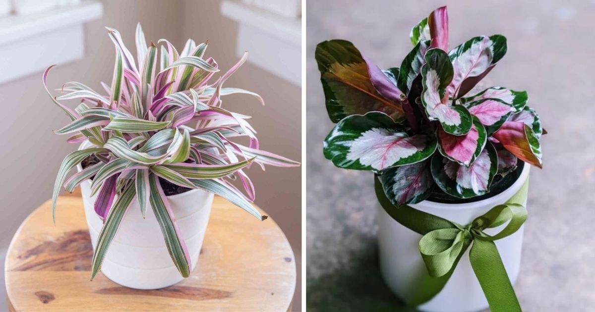 12 Beautiful Rainbow Foliage Houseplants