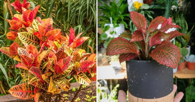 9 Beautiful Red Indoor Plants