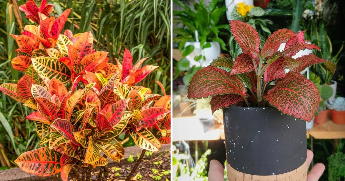 9 Beautiful Red Indoor Plants