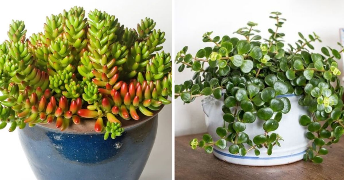 7 Beautiful Sedums To Grow Indoors