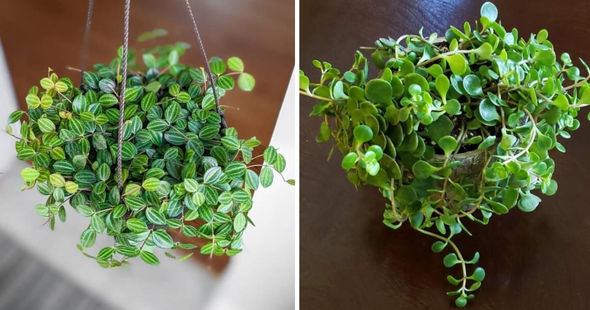 7 Beautiful Trailing Peperomia Varieties