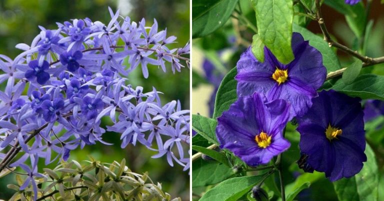 11 Beautiful Vining Plants That Offer Blue Flowers