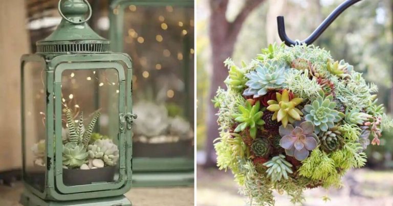 20 Beautiful Ways To Decorate With Succulents