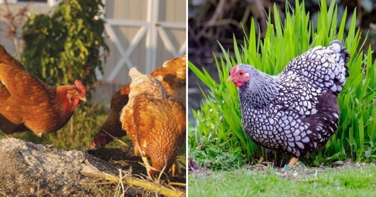 8 Benefits Of Chicken With Garden