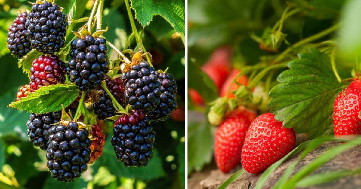 12 Berry Vines To Grow In The Garden