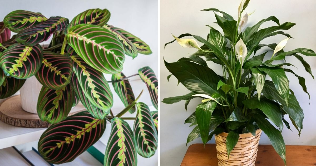 14 Best Apartment Plants To Liven Up Your Living Space