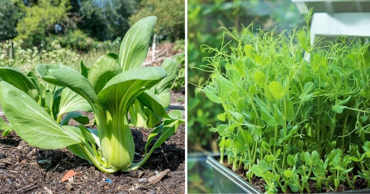 12 Best Asian Green Veggies You Can Grow Easily In Containers