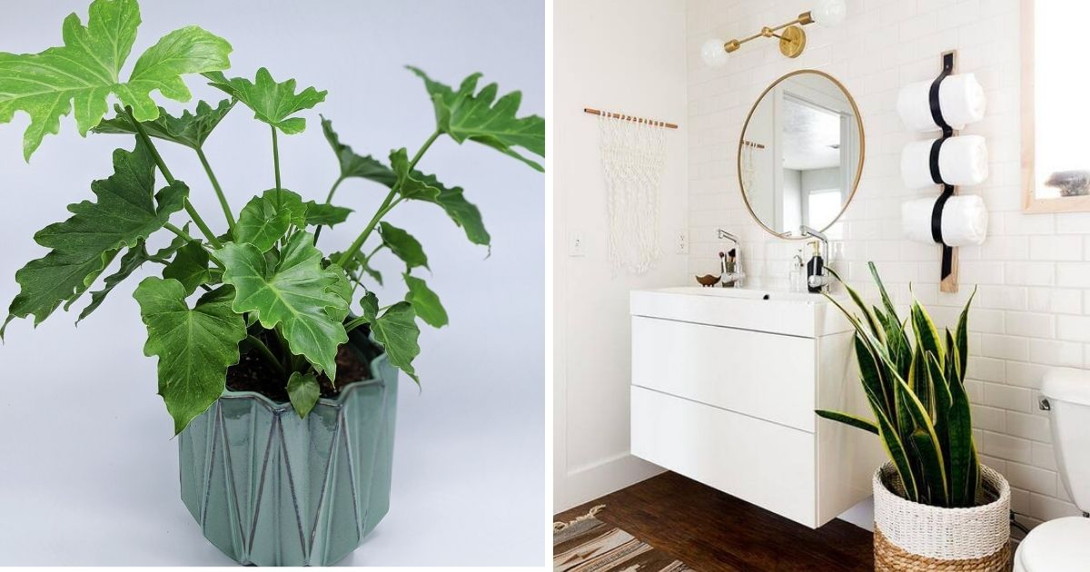 12 Best Bathroom Plants For Absorbing Moisture