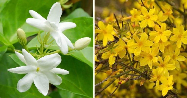 8 Best Beautiful And Fragrant Indoors Jasmine Types