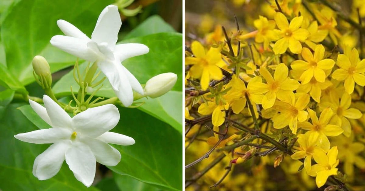 8 Best Beautiful And Fragrant Indoors Jasmine Types
