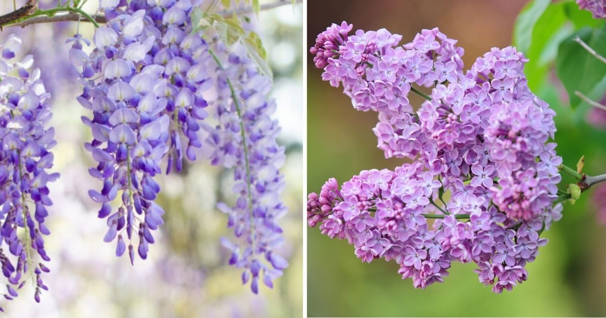 11 Best Beautiful And Fragrant Plants You Should Grow In The Yard