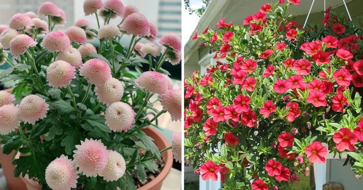 10 Best Beautiful Balcony Flowers