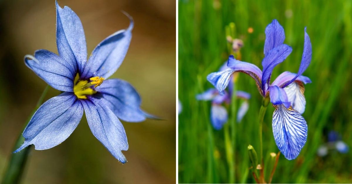 10 Best Beautiful Blue Wildflowers