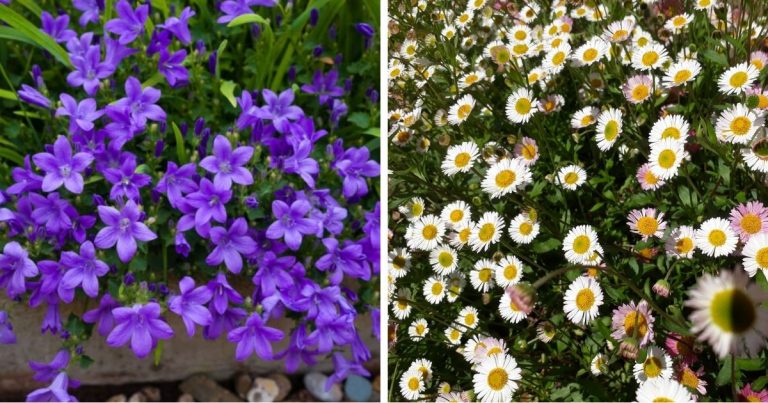 Best Beautiful California Groundcover Plants