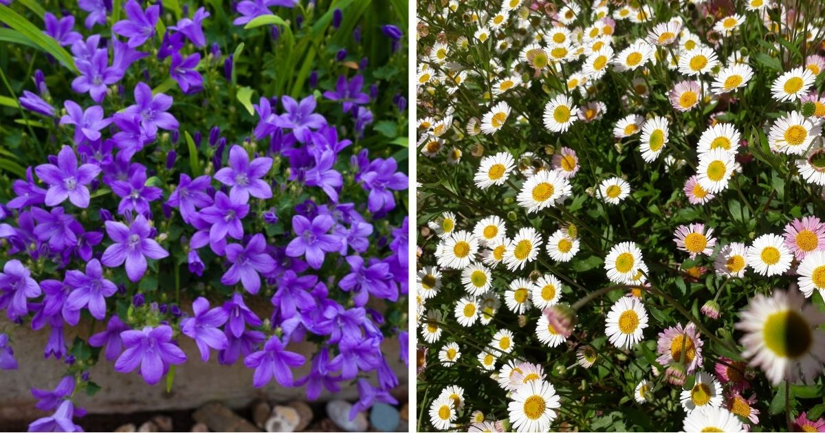 Best Beautiful California Groundcover Plants