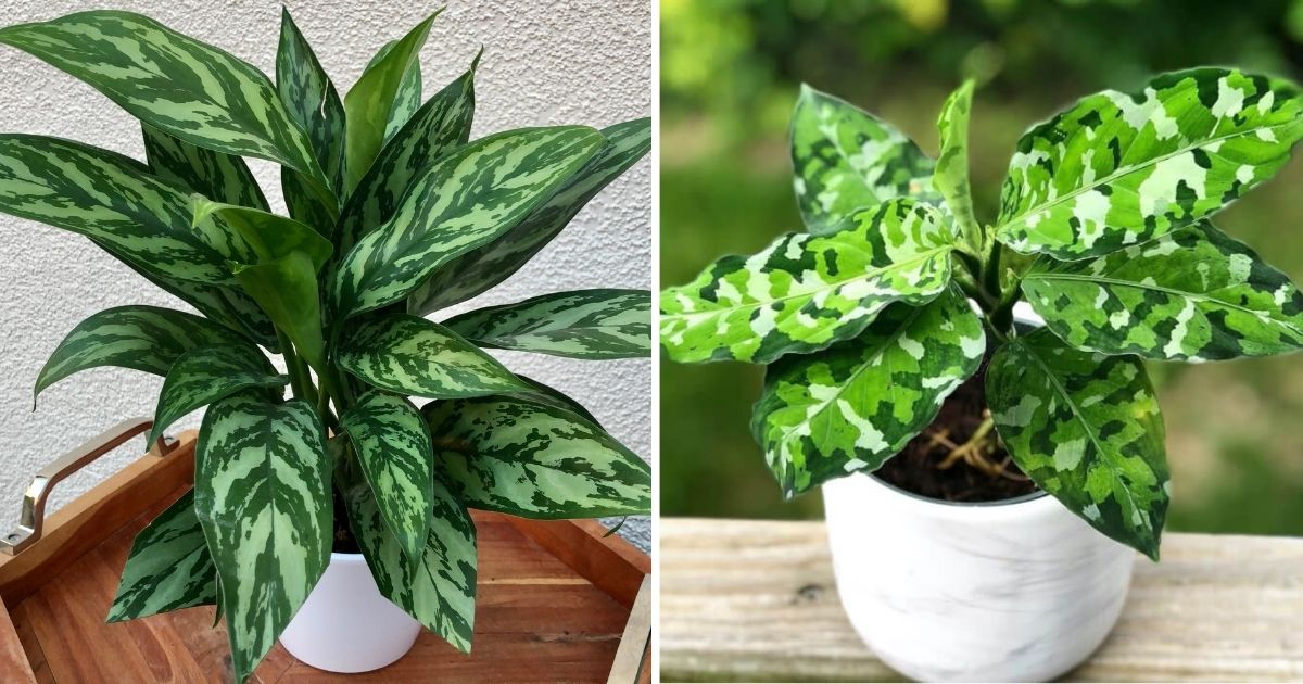 16 Best Beautiful Chinese Evergreen Types