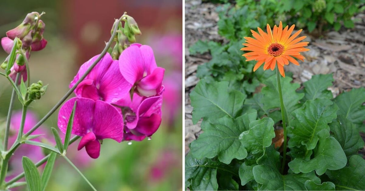 15 Best Beautiful Cut Flower Varieties To Grow In Your Garden