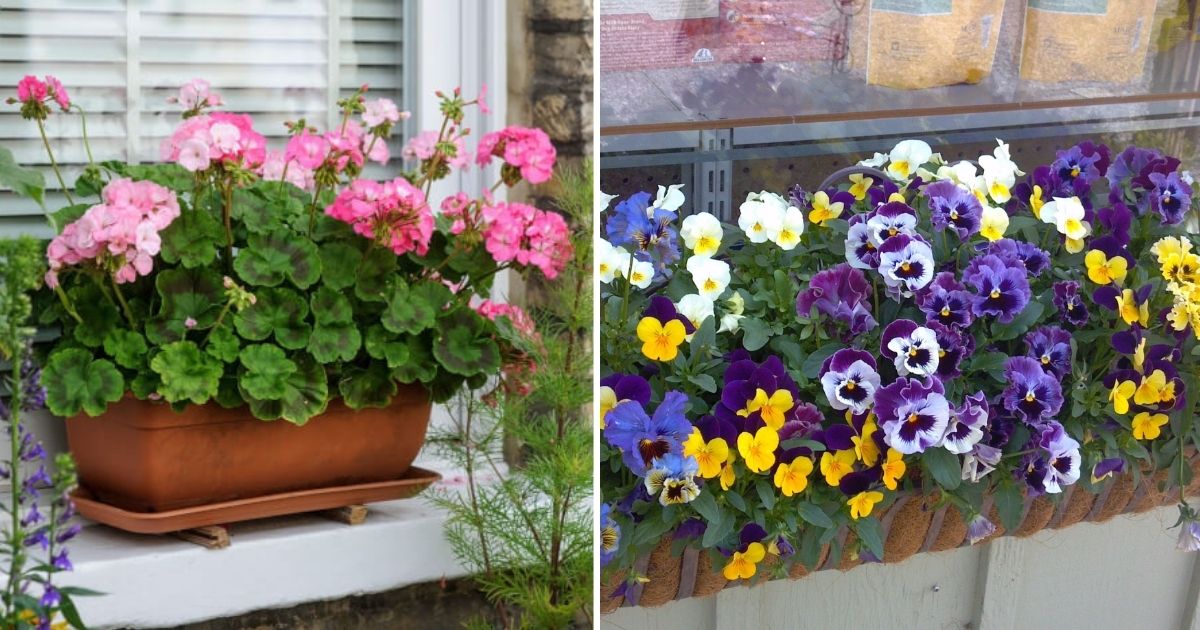10 Best Beautiful Flowers For Your Window Boxes