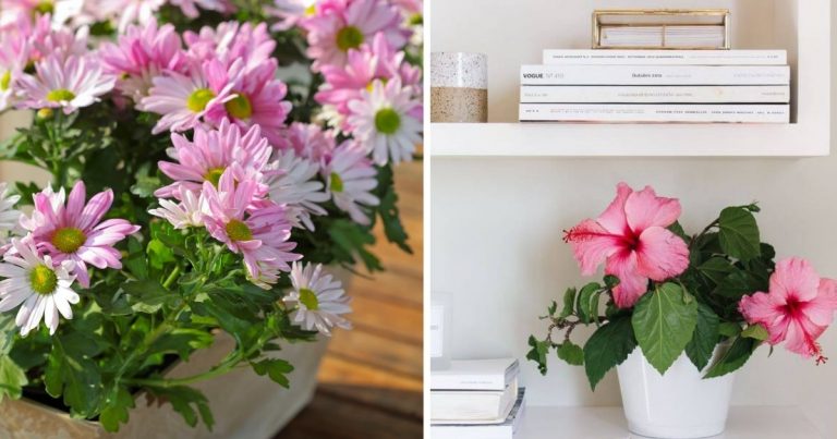 9 Best Beautiful Flowers That Bring Good Luck To Your Home