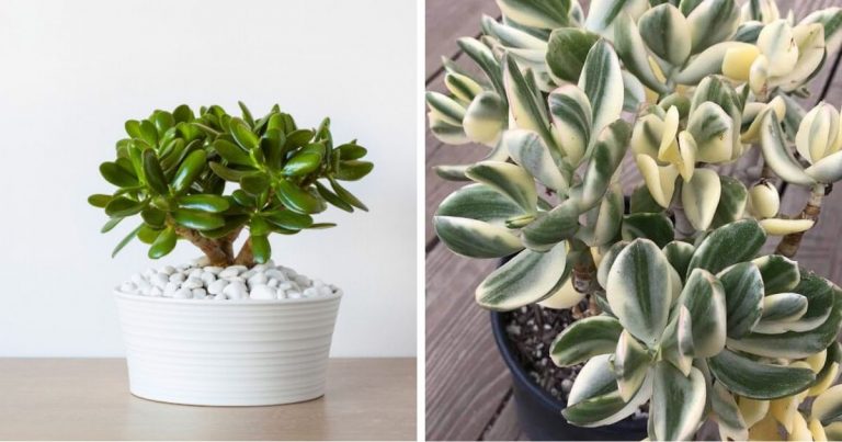 9 Best Beautiful Jade Plant Types