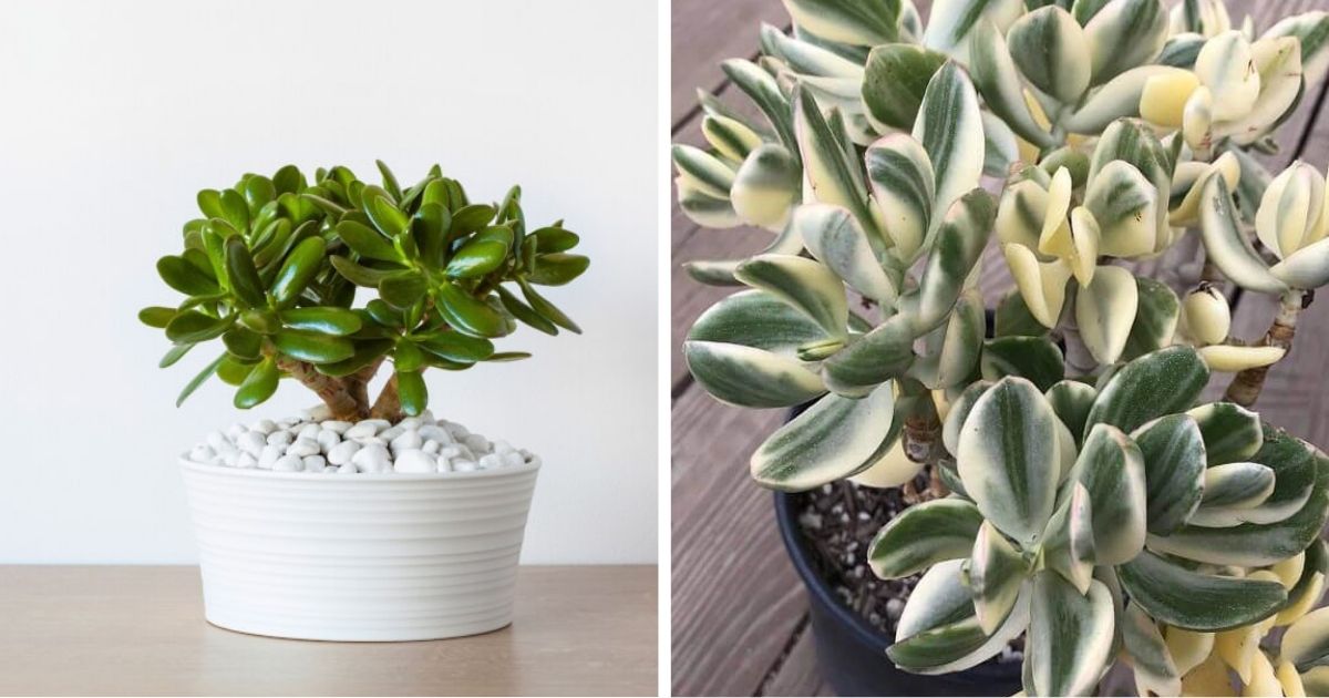 9 Best Beautiful Jade Plant Types