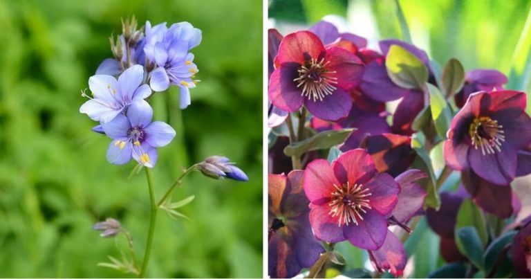 10 Best Beautiful Landscaping Plants That Slugs Hate Eat