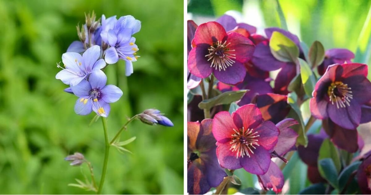 10 Best Beautiful Landscaping Plants That Slugs Hate Eat