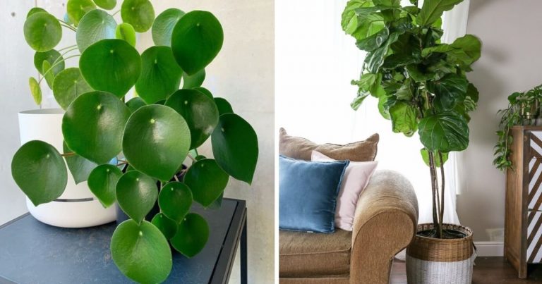 7 Best Beautiful Lush Houseplants