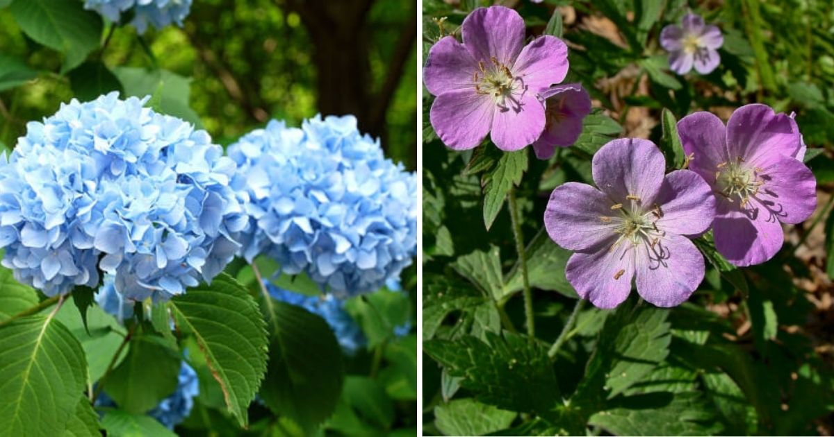 10 Best Beautiful Plants To Grow Under Pine Trees