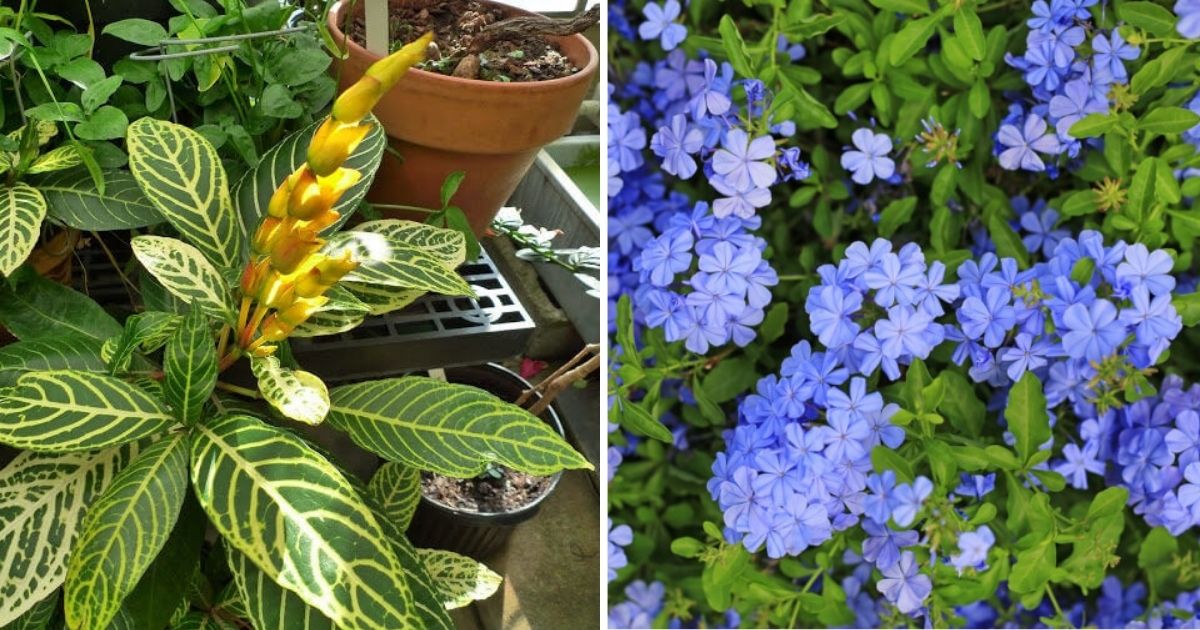 26 Best Beautiful Plants To Grow in Florida