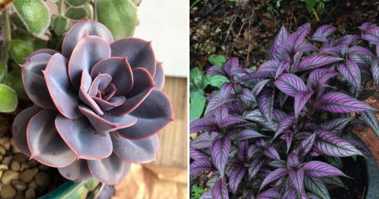 7 Best Beautiful Purple Indoor Plants